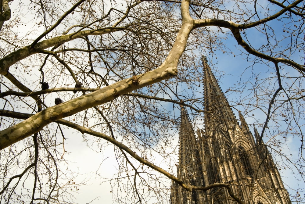 Cologne Cathedral (Kolner Dom) Through Tree Branches CologneGermany Canvas Art - Dosfotos Design Pics (18 x 12)