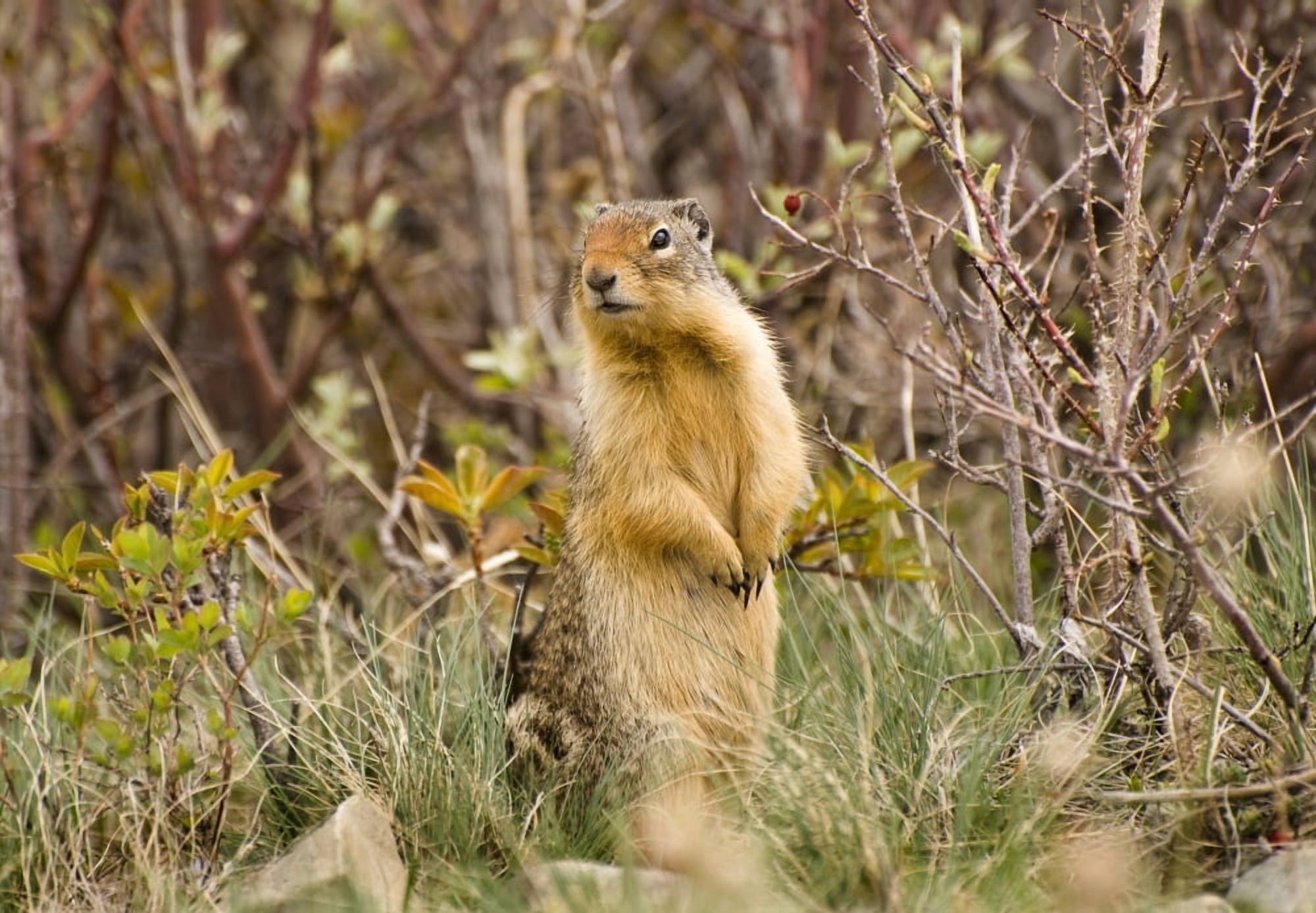Colombian Ground Squirrel Canvas Art - Philippe Widling Design Pics (16 x 11)