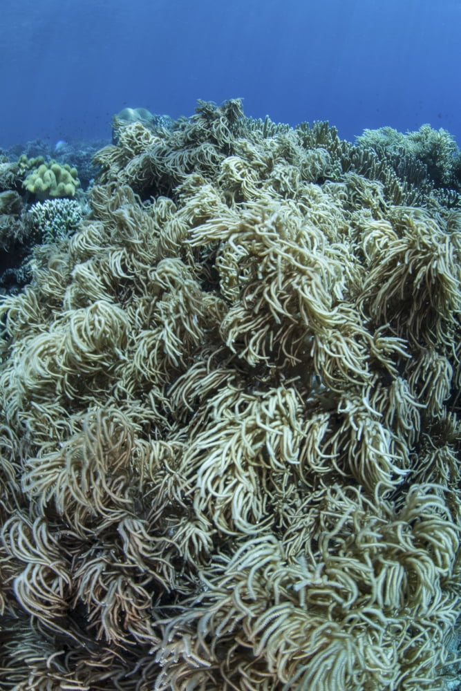 Colonies of soft coral thrive on a reef near Sulawesi Indonesia Canvas Art - Ethan DanielsStocktrek Images (23 x 34)