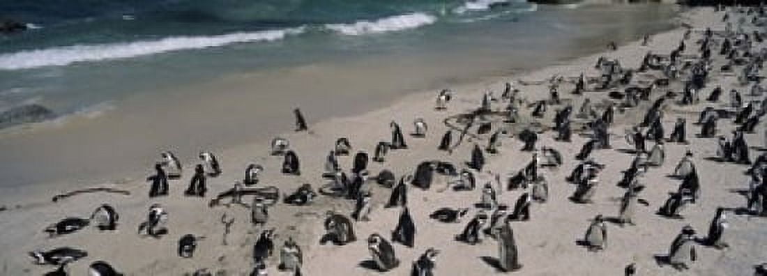 Colony of Jackass penguins (Spheniscus demersus) on the beach Boulder Beach Simons Town Western Cape Province South Africa Canvas Art - Panoramic Images (18 x 7)