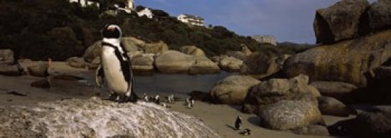 Colony of Jackass penguins on the beach Boulder Beach Cape Town Western Cape Province Republic of South Africa Canvas Art - Panoramic Images (36 x 13)