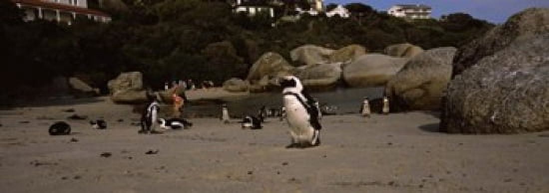 Colony of Jackass penguins with tourists Boulder Beach False Bay Cape Town Western Cape Province Republic of South Africa Canvas Art - Panoramic Images (18 x 7)