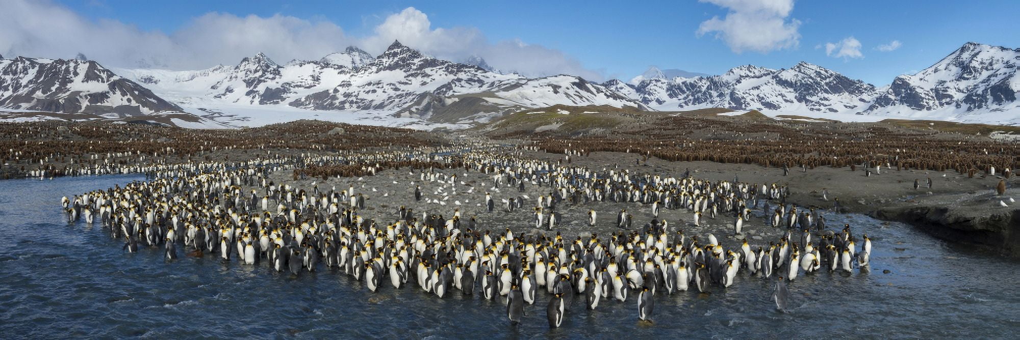 Colony of King Penguins (Aptenodytes patagonicus) and chicks spread along a river St Andrews Bay South Georgia Island Canvas Art - Panoramic Images (36 x 12)