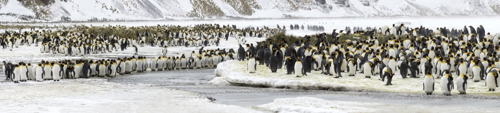 Colony of King Penguins (Aptenodytes patagonicus) mass along frozen stream Salisbury Plain South Georgia Island Canvas Art - Panoramic Images (27 x 9)