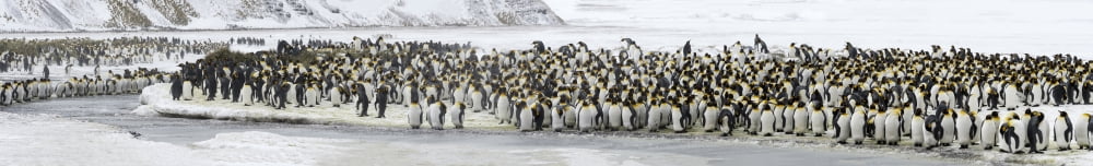 Colony of King Penguins (Aptenodytes patagonicus) mass along frozen stream Salisbury Plain South Georgia Island Canvas Art - Panoramic Images (44 x 7)