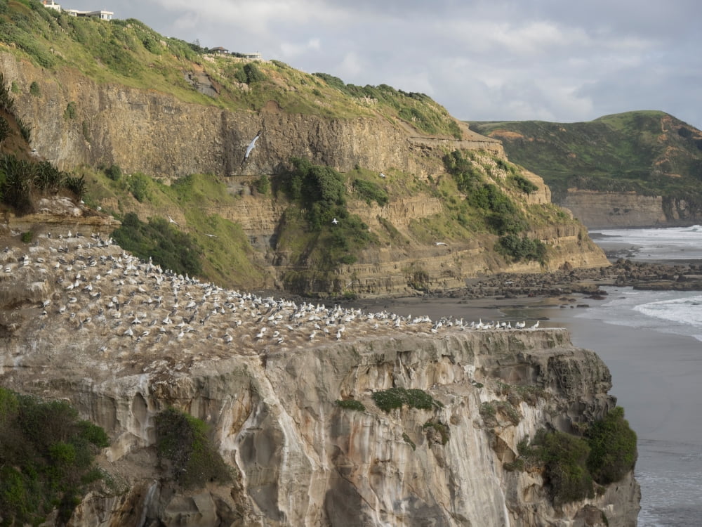 Colony of Gannet on rock Muriwai Beach Auckland North Island New Zealand Canvas Art - Panoramic Images (24 x 36)