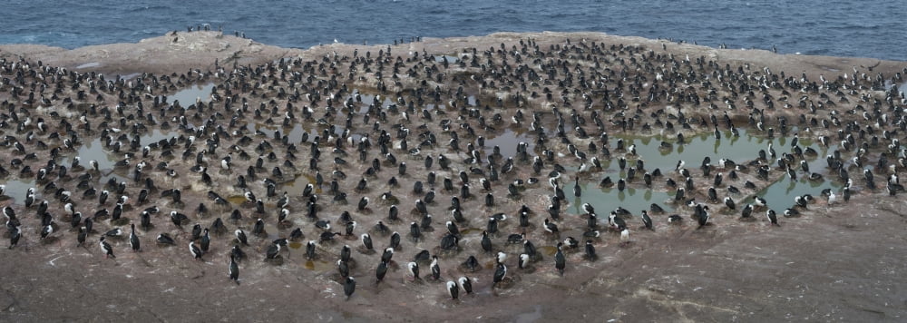 Colony of Imperial Shags (Phalacrocorax atriceps) on the coast Sea Lion Island Falkland Islands Canvas Art - Panoramic Images (36 x 12)