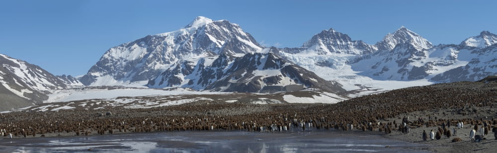 Colony of King Penguins (Aptenodytes patagonicus) and chicks on the coast St Andrews Bay South Georgia Island Canvas Art - Panoramic Images (12 x 39)