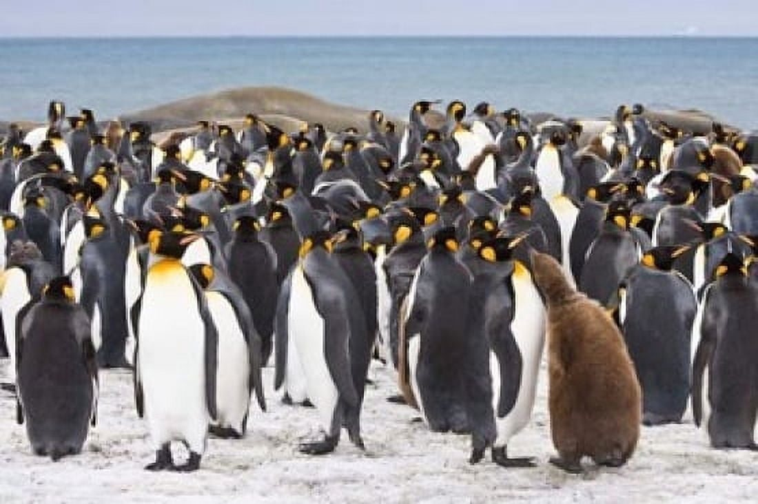 Colony of King penguins Canvas Art - Jaynes Gallery DanitaDelimont (17 x 11)