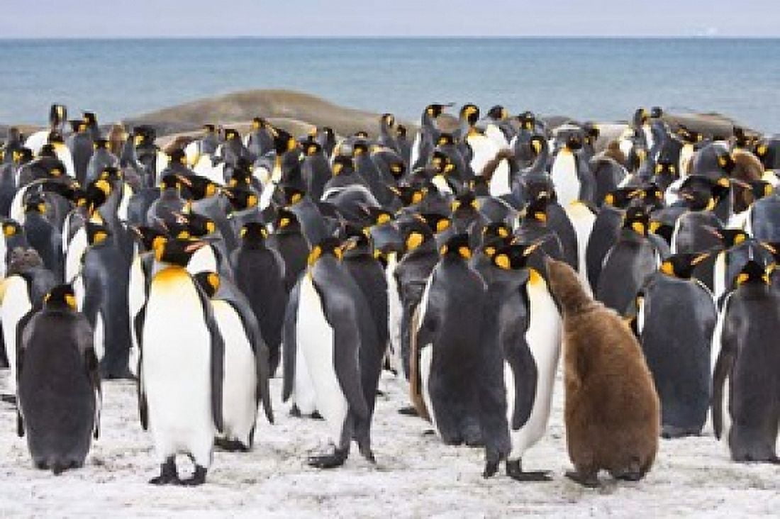 Colony of King penguins Canvas Art - Jaynes Gallery DanitaDelimont (34 x 23)