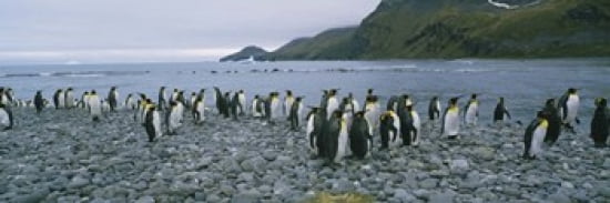 Colony of King penguins on the beach South Georgia Island Antarctica Canvas Art - Panoramic Images (36 x 12)