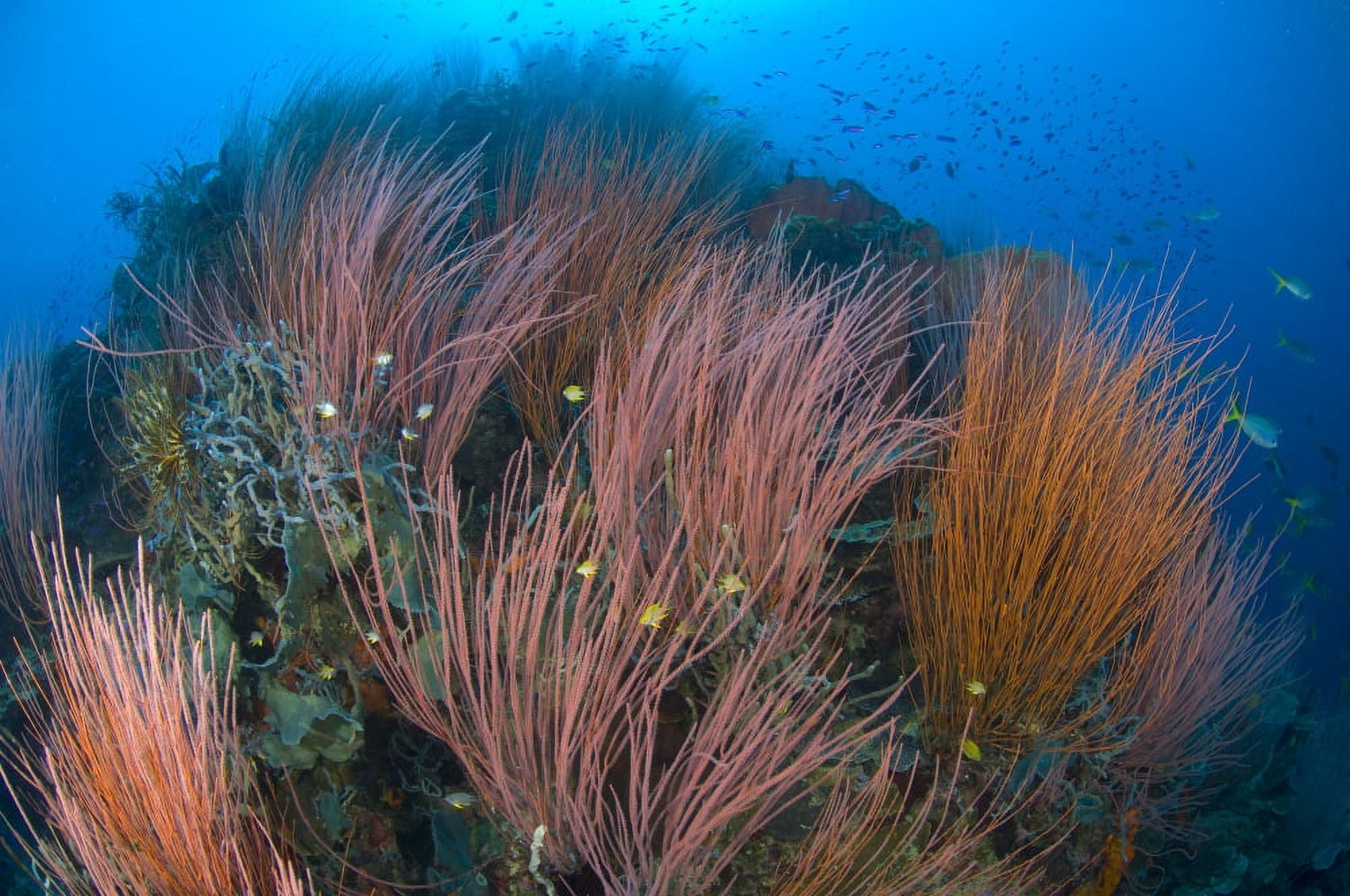 Colony of red whip fan coral Papua New Guinea Canvas Art - Steve JonesStocktrek Images (18 x 12)