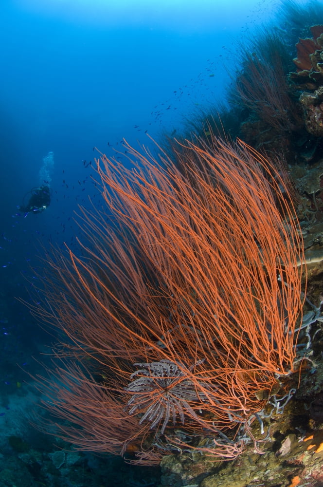 Colony of red whip fan coral with diver Papua New Guinea Canvas Art - Steve JonesStocktrek Images (23 x 35)