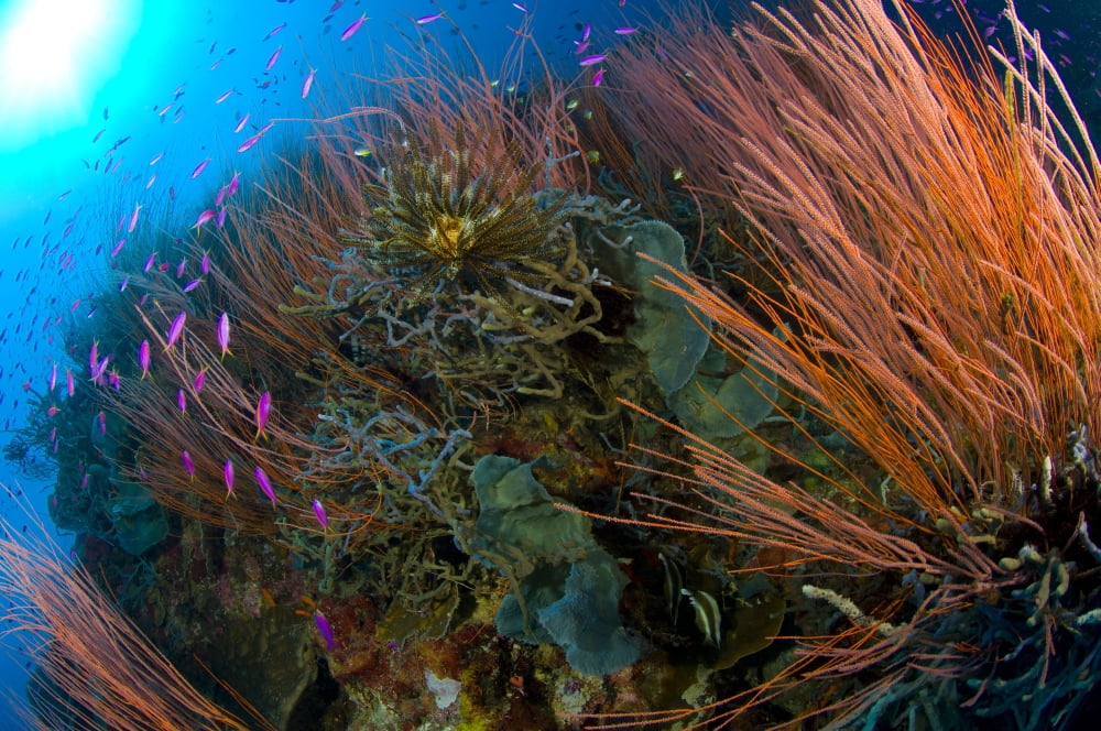 Colony of red whip fan coral with fish species Papua New Guinea Canvas Art - Steve JonesStocktrek Images (18 x 12)