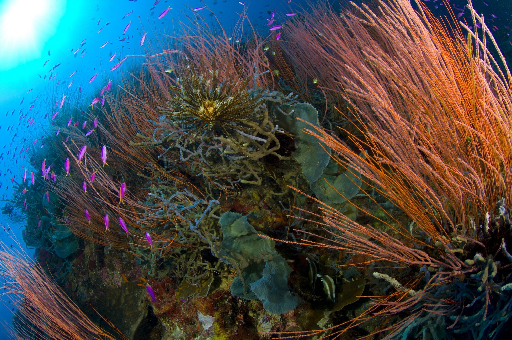 Colony of red whip fan coral with fish species Papua New Guinea Canvas Art - Steve JonesStocktrek Images (35 x 23)