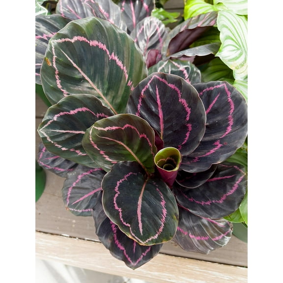 Color Beauty Prayer Plant-Vibrant Foliage  10" Pot