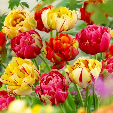 Color Carnival Tulip Mix Flower Bulbs - 10 Bulbs per Pack - Good as Cut Flowers - Good For Indoor Forcing - Easy to Grow Live Plants - Outdoor Garden