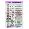 Solor Coding Color Coded Cranial Nerves Chart Poster - Walmart.com