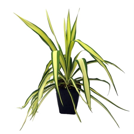 Color Guard Yucca Plant - Adam's Needle - Quart Pot - Low Maintenance