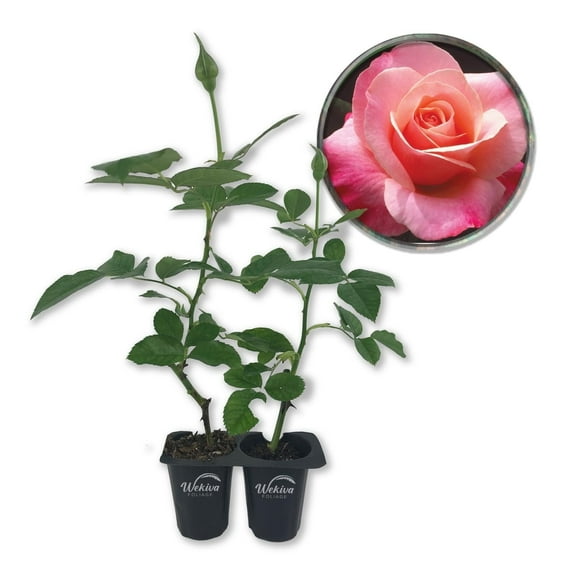 Color Magic Rose Bush - 2 Live Starter Plants in 2 Inch Growers Pots - Beautifully Fragrant Hybrid Tea Rose - A Versatile Beauty with Large Blooms