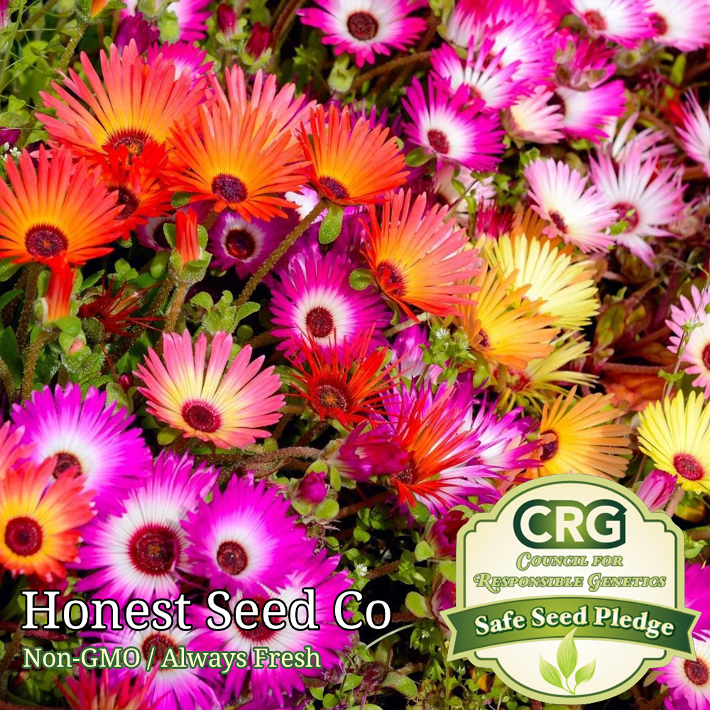 Color Mix Ice Plant Ground Cover Seeds Fresh Garden Seeds