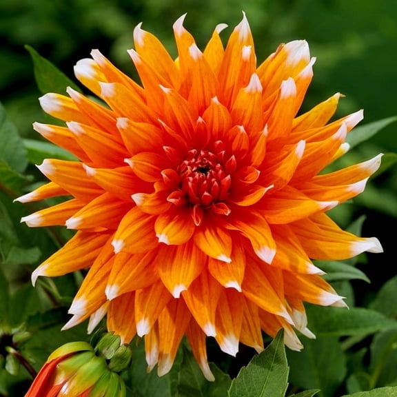 Color Spectacle Dahlia Flower Bulbs Jumbo Pack - 5 Bulbs per Pack - Deer Resistant - Good as Cut Flowers - Grows Well In Containers - Easy to Grow Live Plants - Outdoor Garden