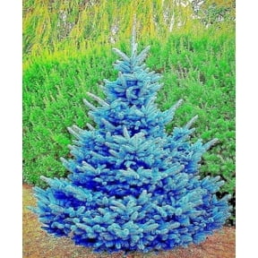 Colorado Blue Spruce Seedlings for Planting - Picea pungens - Evergreen Tree with Blue Leaves - No California (1 Blue Spruce Tree)