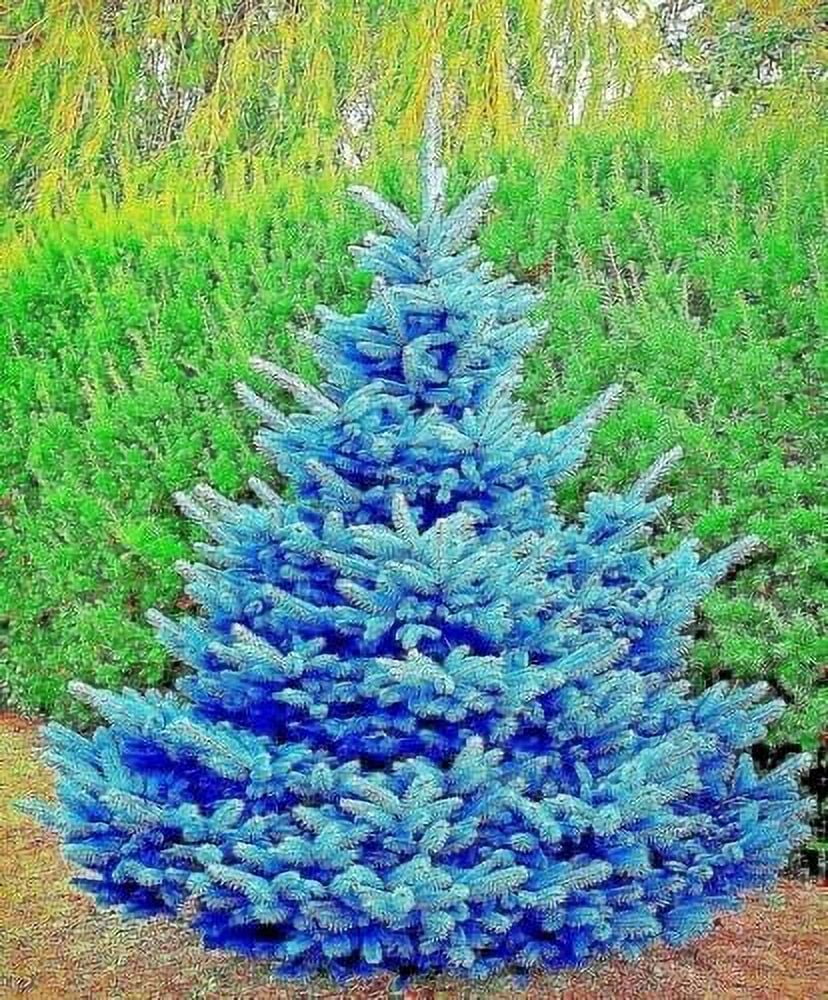 Colorado Blue Spruce Seedlings for Planting - Picea pungens - Evergreen  Tree with Blue Leaves - No California (2 Blue Spruce Trees) 
