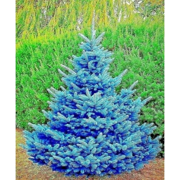 Colorado Blue Spruce Seedlings for Planting - Picea pungens - Evergreen Tree with Blue Leaves - No California (3 Blue Spruce Trees)