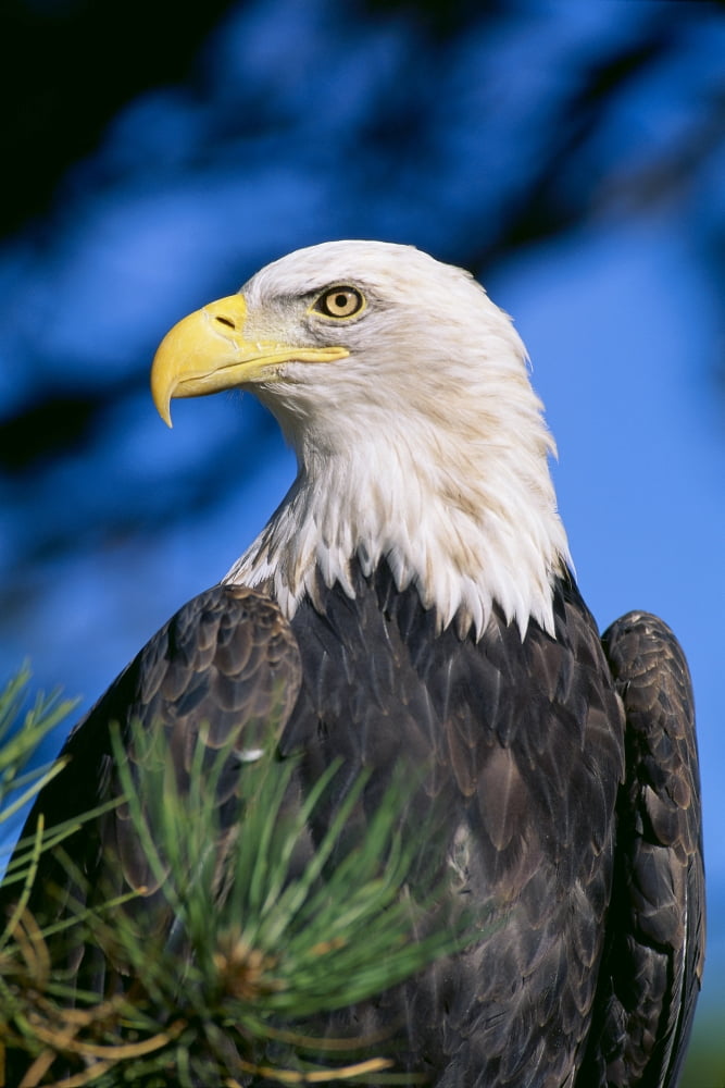 Colorado Close-Up Of Bald Eagle Sitting In Ponderosa Pine Tree Blue Sky Head Turned Canvas Art - John Hyde Design Pics (24 x 38)
