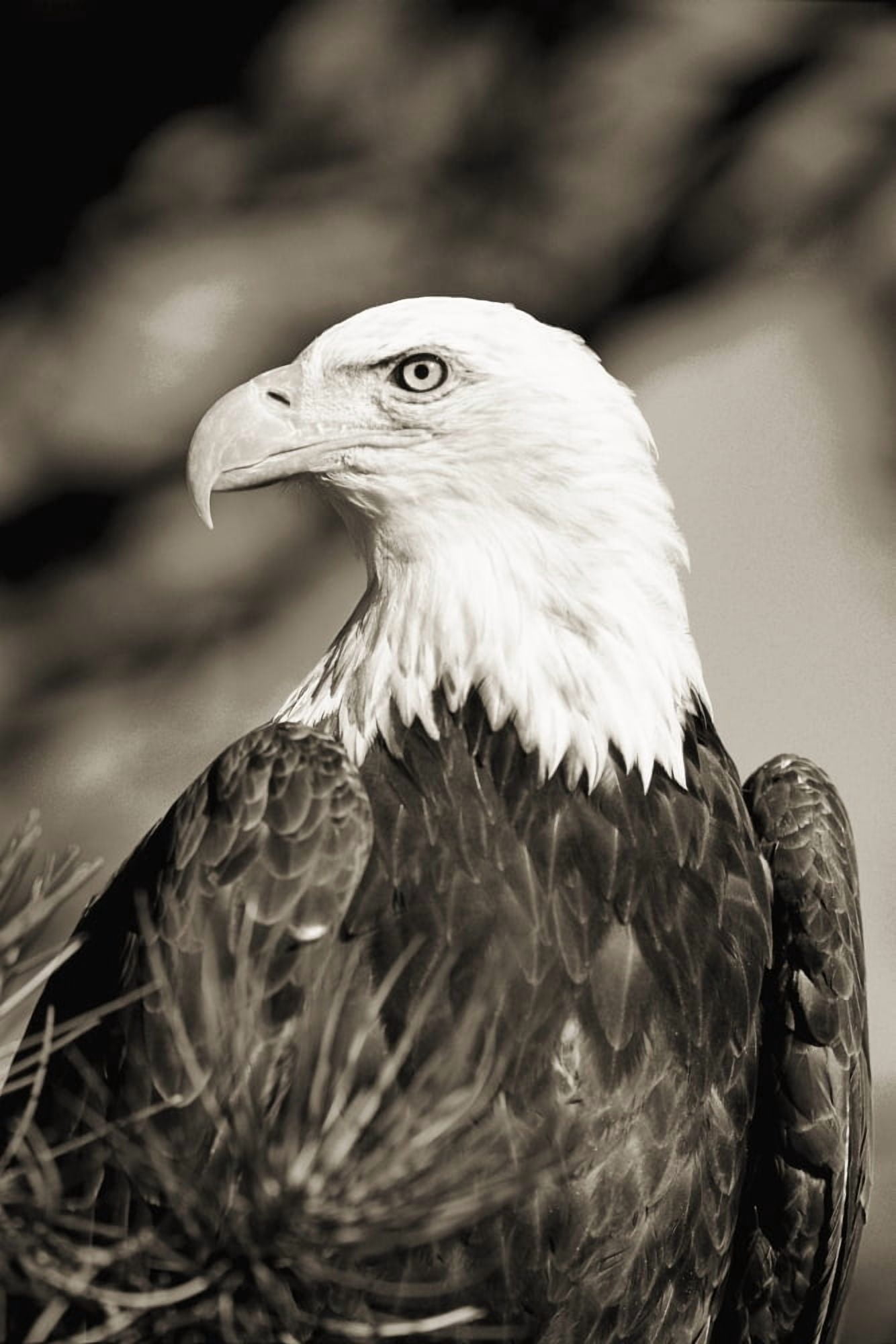 Colorado Close-up of Bald Eagle sitting in ponderosa pine tree with head turned (black and white photograph) Canvas Art - John Hyde Design Pics (12 x 18)