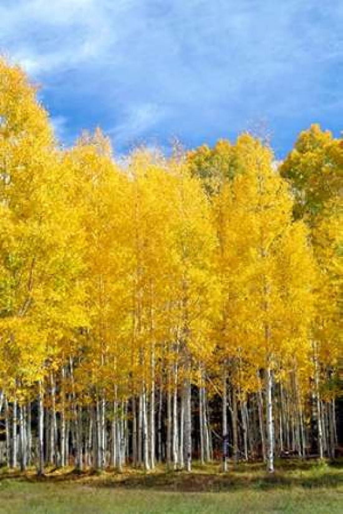Colorado Color II Canvas Art - Douglas Taylor (24 x 36)