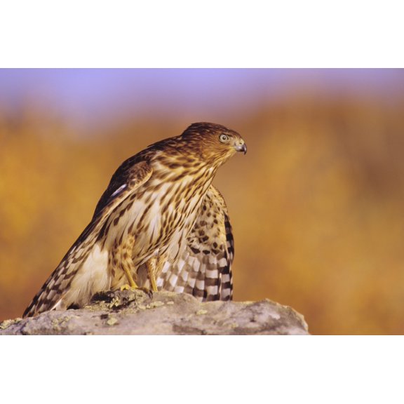 Colorado Coopers Hawk (Accipiter Cooperii) Perched On A Rock First Year Male Canvas Art - John Hyde Design Pics (17 x 11)