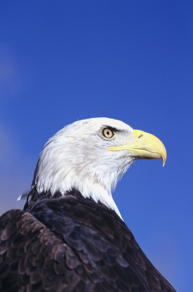 Colorado Front Range Bald Eagle (Haliaeetus Leucocephalus) Headshot Canvas Art - John Hyde Design Pics (22 x 34)