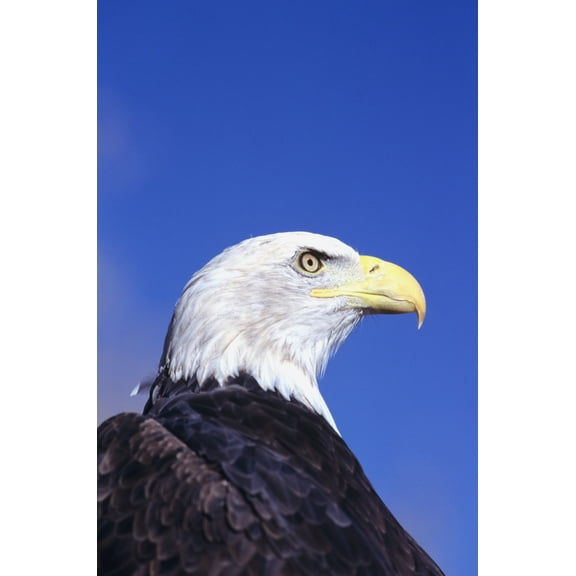 Colorado Front Range Bald Eagle (Haliaeetus Leucocephalus) Headshot Canvas Art - John Hyde Design Pics (22 x 34)