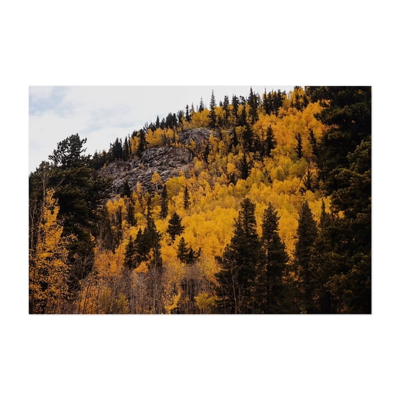 Colorado Gold Rush - Fairplay Colorado Photography Autumn Forest Nature Scenic Woodland Landscape Mountain Unframed Wall Art Print 32 x 48 inches