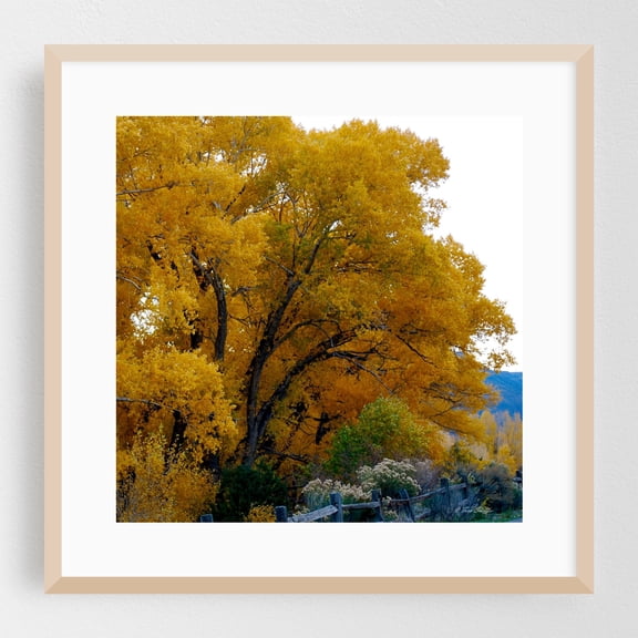 Colorado Golden Canopy - Gunnison Colorado Photography Autumn Nature Landscape Scenic Forest Woods Oak Framed Wall Art Print 16 x 16 inches
