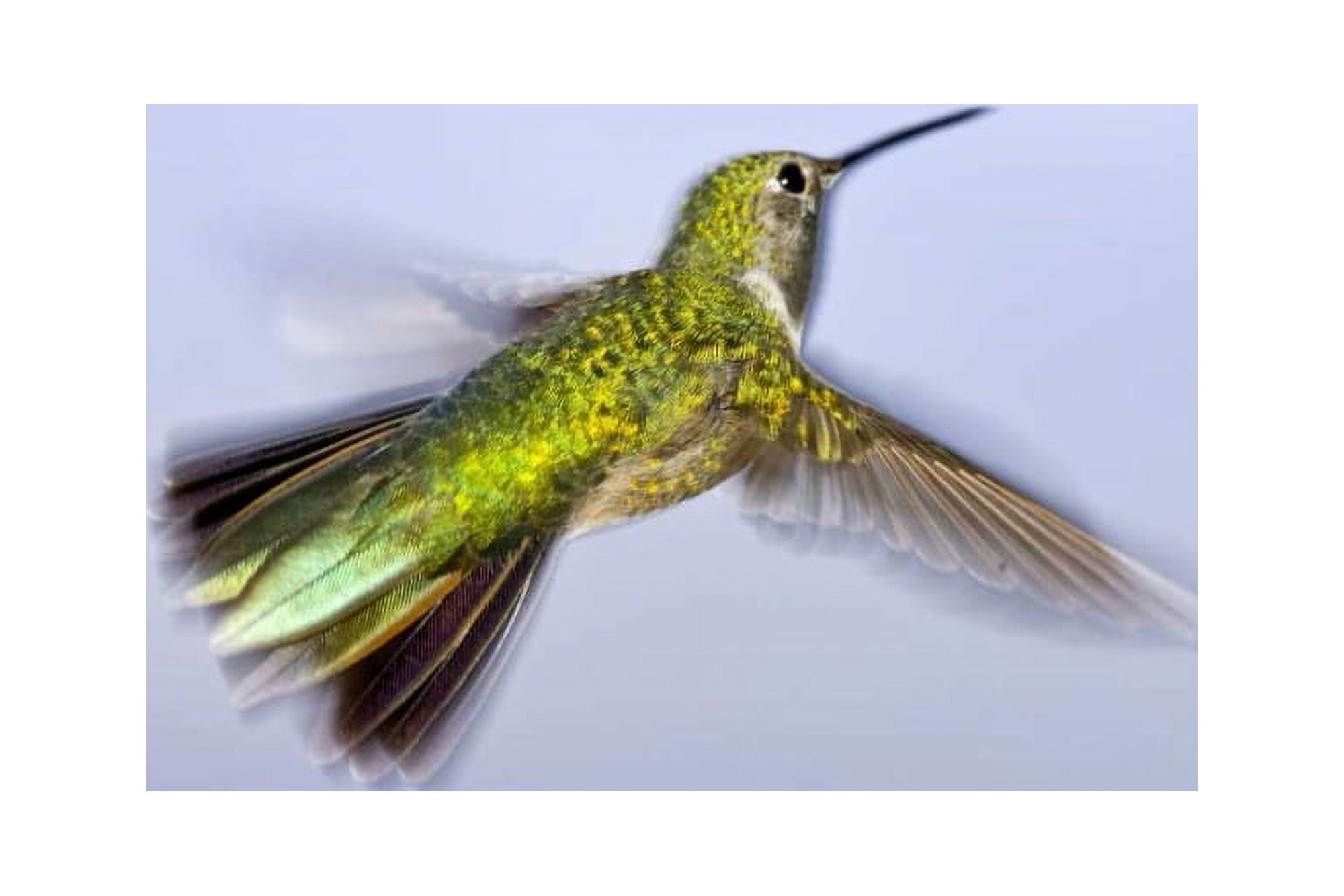 Colorado, Heeney Rufous hummingbird in flight by Fred Lord (24 x 18 ...