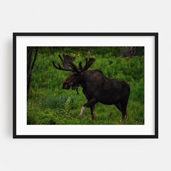 Colorado Moose - Walden Colorado Photography Wildlife Nature Forest Wilderness Animal Woodland Black Framed Wall Art Print 5 x 7 inches