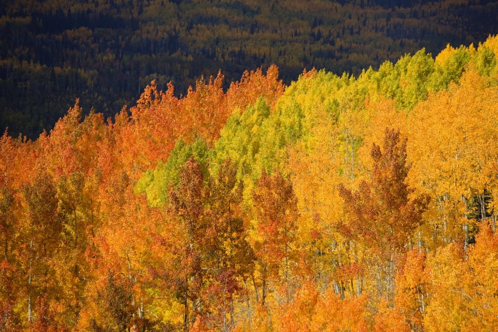 Colorado Near Steamboat Springs Autumn Aspen Trees On Buffalo Pass Canvas Art - Ron Dahlquist Design Pics (17 x 11)
