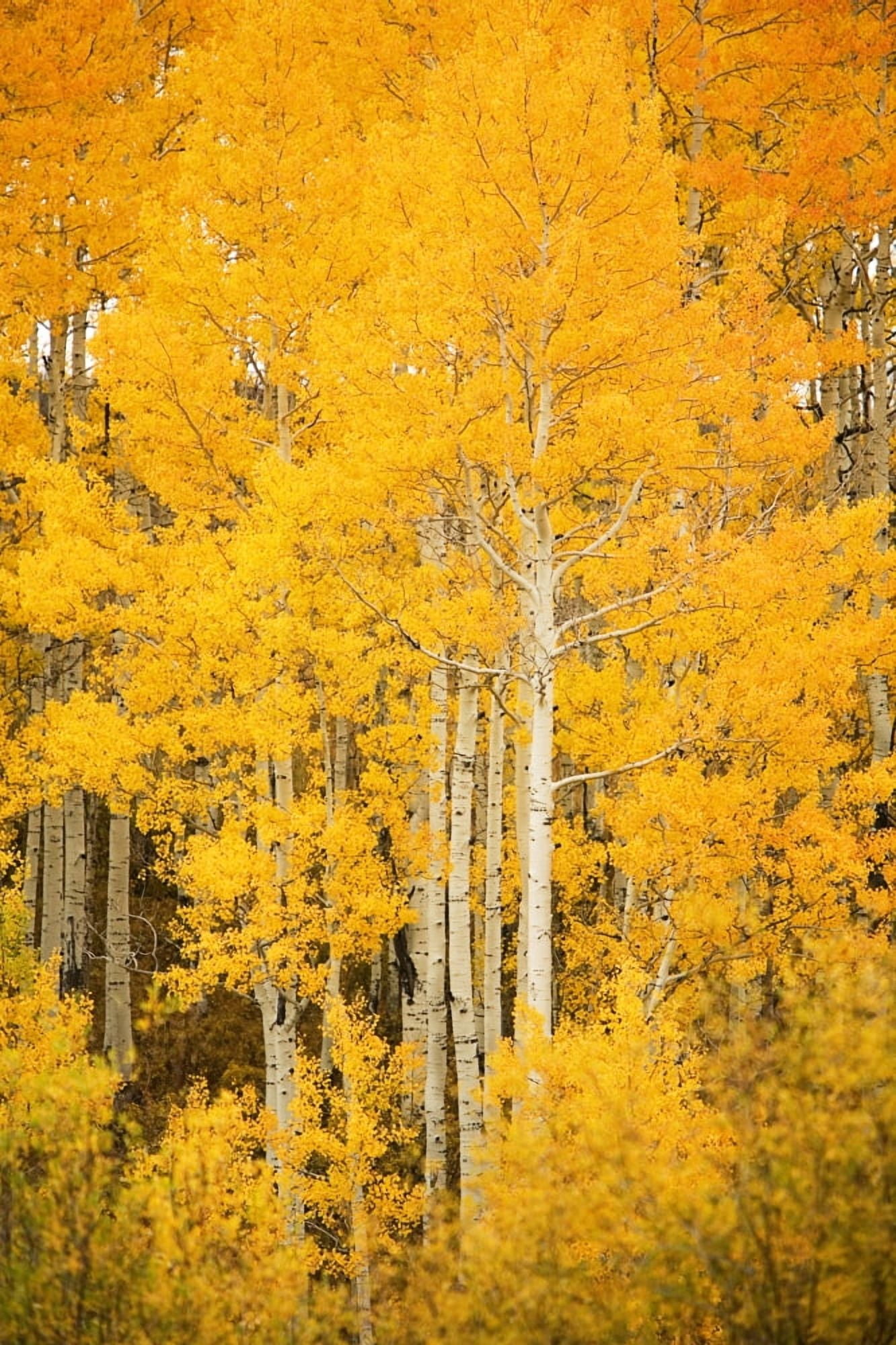 Colorado Near Steamboat Springs Buffalo Pass Fall-Colored Aspen Trees Canvas Art - Ron Dahlquist Design Pics (22 x 34)