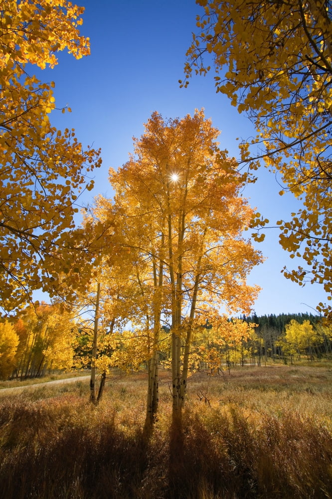Colorado Near Steamboat Springs Buffalo Pass Sun Shining Through Fall-Colored Aspen Trees Canvas Art - Ron Dahlquist Design Pics (11 x 17)