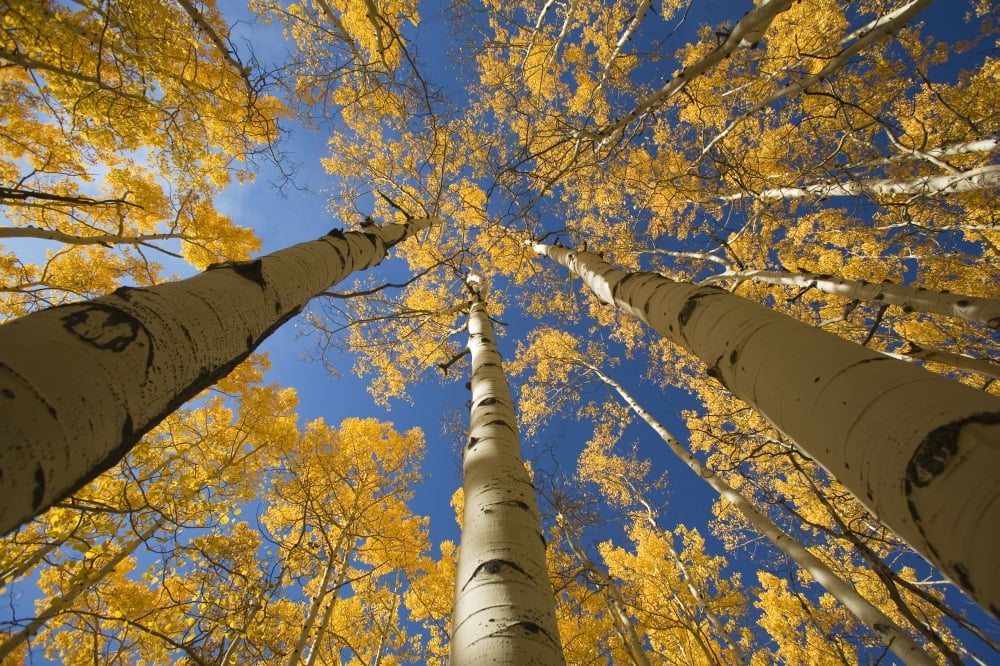 Colorado Near Steamboat Springs Buffalo Pass Yellow Aspen Tree Canopy Canvas Art - Ron Dahlquist Design Pics (17 x 11)