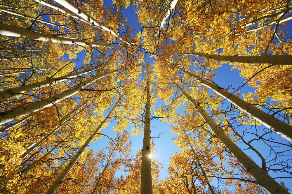 Colorado Near Steamboat Springs Buffalo Pass Yellow Aspen Tree Canopy Canvas Art - Ron Dahlquist Design Pics (34 x 22)