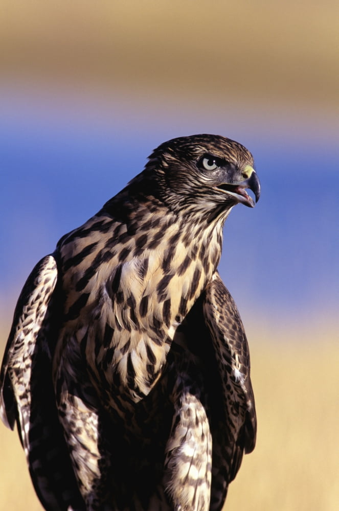 Colorado Northern Goshawk (Accipiter Gentilis) First Year Male Canvas Art - John Hyde Design Pics (11 x 18)