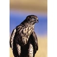 thumbnail image 1 of Colorado  Northern Goshawk   First Year Male. Poster Print, 1 of 2