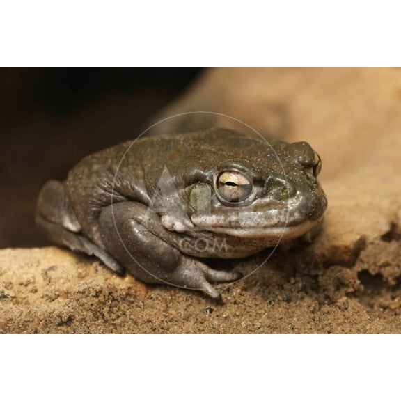 Colorado River Toad Incilius Alvarius, also known as the Sonoran Desert Toad Wild Life Animal, Animals Unframed Photographic Print Wall Art by wrangel Sold by ArtCom