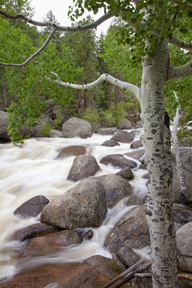 Colorado Rocky Mountains A raging river with lush foliage Canvas Art - Jenna Szerlag Design Pics (12 x 19)