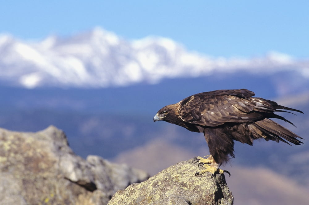 Colorado Roosevelt National Forest Golden Eagle (Aquila Chrysaetos) Canvas Art - John Hyde Design Pics (17 x 11)