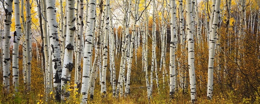 Colorado Steamboat Aspen Tree Trunks In Grove Yellow Autumn Leaves Canvas Art - Ron Dahlquist Design Pics (44 x 16)